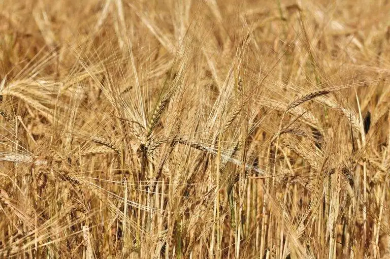 The Role of Food in Healing: Exploring Nutritional Therapy