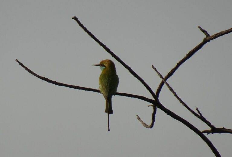 Understanding the Influence of Political Polling on Voter Behavior