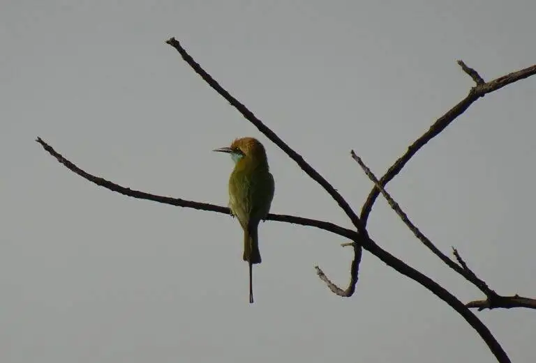 Understanding the Influence of Political Polling on Voter Behavior