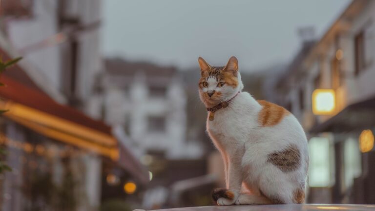 Exploring the Impact of Social Media Influencers on Brand Visibility