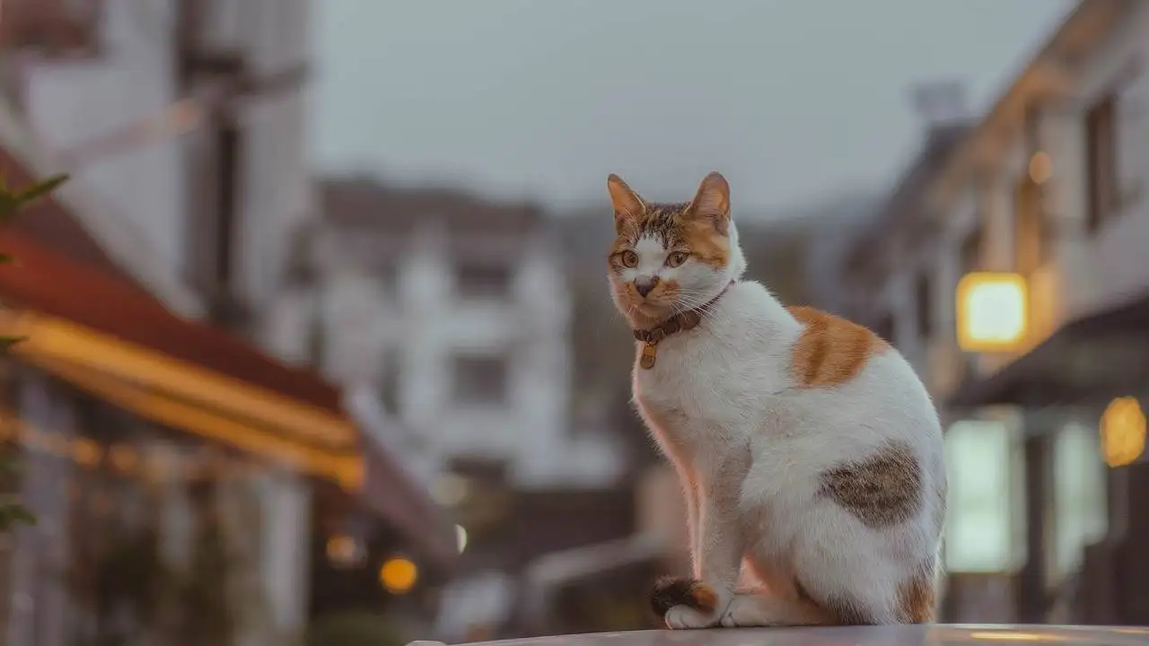 Exploring the Impact of Social Media Influencers on Brand Visibility