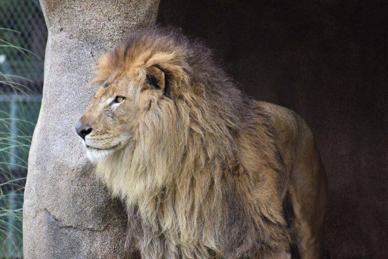 DIY Deck Building: Tips for a Sturdy and Stylish Structure