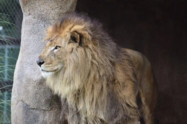 DIY Deck Building: Tips for a Sturdy and Stylish Structure